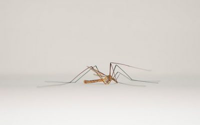 Értesítő szúnyoggyérítésről